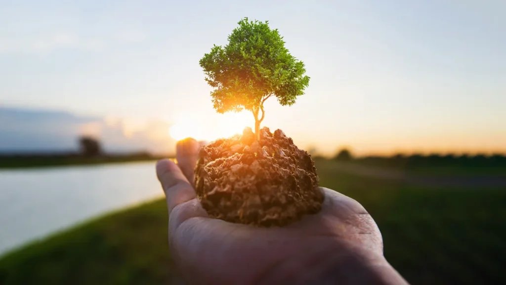 A person holding trees at sunrise